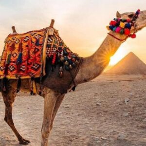 a camel ride in the Giza Pyramids