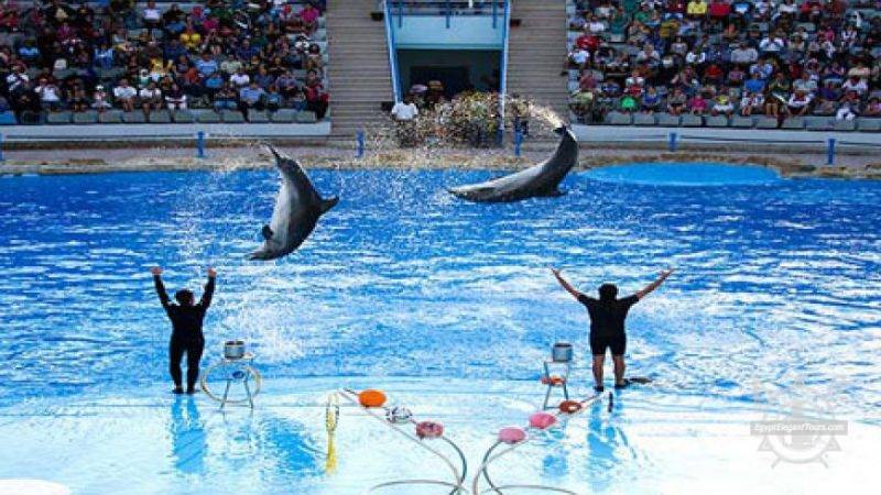 Dolphin Show in Hurghada