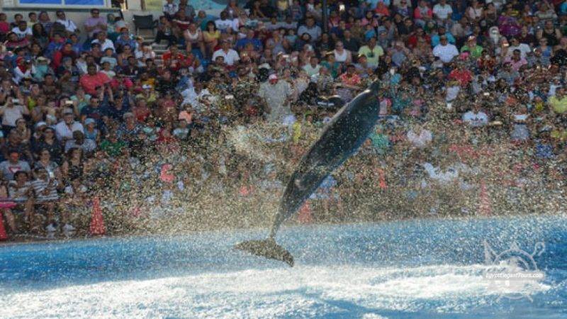 Dolphin show in Egypt