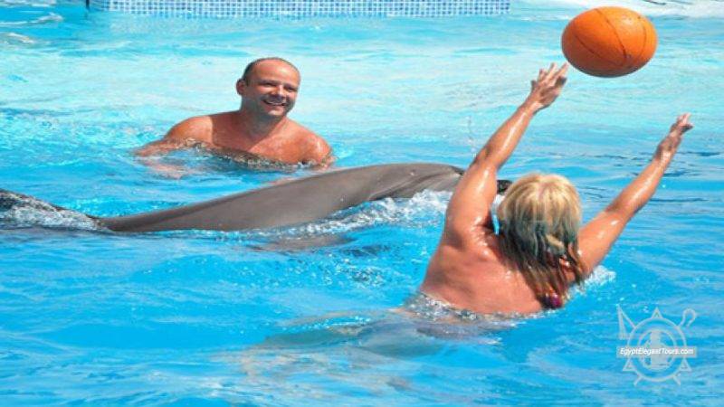 Dolphins Show sharm Egypt