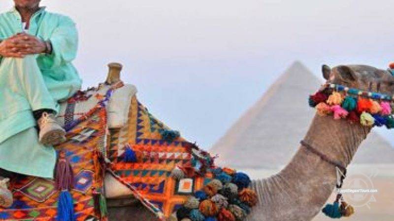 a camel in the Giza Pyramids